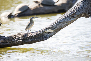 Close up image of a Green-Backed Heron hunting along the waters edge in a nature reserve