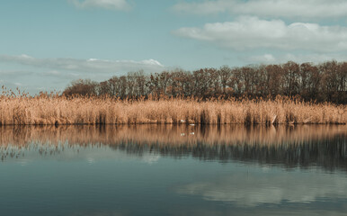Ukraine, landscape, lake, spring, seagull flying low over water