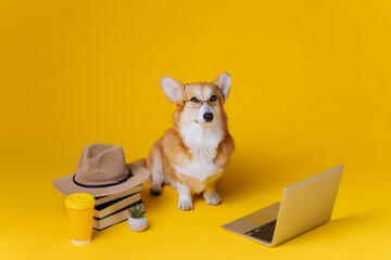 Smart cute Welsh Corgi Pembroke in eyeglasses with laptop and stack of book is studying on yellow studio background. Most popular breed of Dog