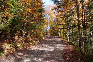 Beautiful autumn forest in Carpathian mountains
