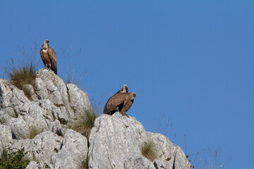 griffon vultures high on the rocks in the Picos de Europa mountains, Asturias