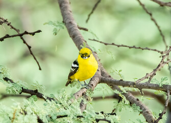 A common iora perched on a branch of a Thorny tree in the forests on the outskirts of Bhuj in an area called Greater Rann of Kutch