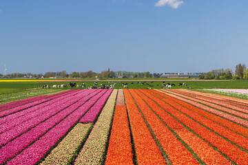 Field of tulips near Alkmaar, The Netherlands