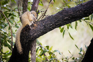 Close up image of a Smith's Brush Squirrel
