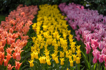Keukenhof flower garden - largest tulip park in world, Lisse, Netherlands
