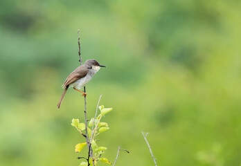 A grey-breasted Prinia perched on a small branch in the forests on the outskirts of Bhuj, Gujarat an area known as Greater Rann of Kutch