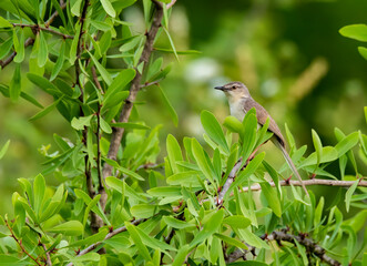 A jungle prinia perched on a small branch inside scrub forests on the outskirts of Bhuj, Gujarat