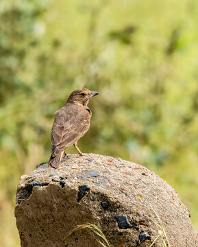 A Rufus tailed lark resting on a mile post near a dam on the outskirts of Bhuj, Gujarat in an area called Greater rann of Kutch