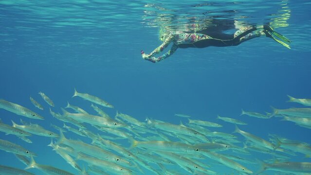 Woman lies on surface of water and filming Barracudas with an action camera, Slow motion. Female snorkeler in wetsuit shoots large school of Yellow-tailed Barracuda (Sphyraena flavicauda)  