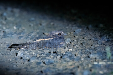 A savannah nightjar resting on pebble road on the outskirts of Bhuj, Gujarat known as Greater Rann of Kutch