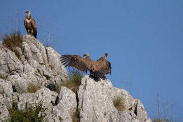 griffon vultures high on the rocks in the Picos de Europa mountains, Asturias