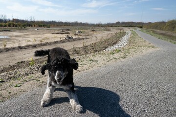Adorable fluffy black dog on the side of a muddy road during daytime