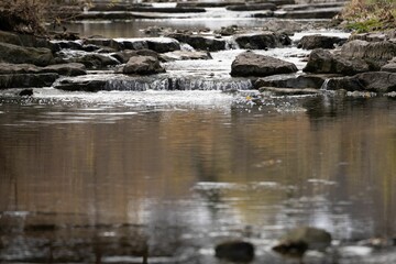 Tranquil view of a rocky stream in a forest