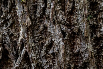 Closeup shot of a wooden tree trunk in a forest in Red Hill Valley Trail, Hamilton Ontario