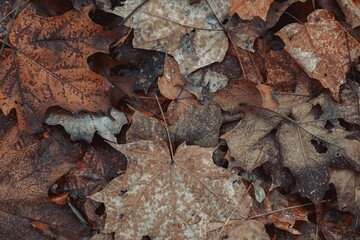 Top view of dried leaves fallen on the ground in Red Hill Valley Trail, Hamilton Ontario