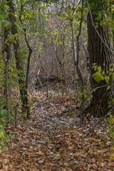 Fototapeta premium Vertical shot of a forest in Red Hill Valley Trail, Hamilton Ontario in autumn