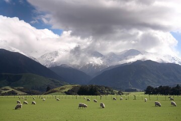 Fototapeta na wymiar Grazing Sheep, South Island, New Zealand