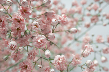 Selective focus blur of pink gypsophila flowers close up. White background, horizontal.