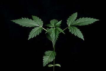 Fototapeta na wymiar Young marijuana plant growing isolated over black background. Cannabis growing.