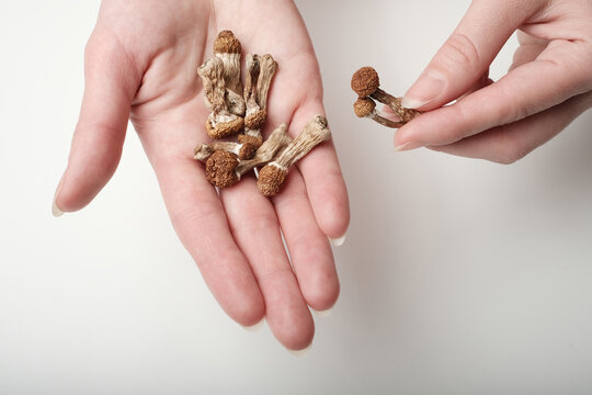 Psilocybin Psilocybe Cubensis mushrooms in women's hands on white background. Psychedelic magic mushroom Golden Teacher. Top view, flat lay. Micro-dosing concept.