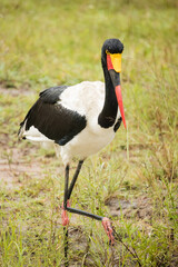 Close up image of a Saddle-Billed Stork in the grasslands in the greater Kruger park in South Africa