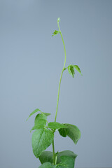 Young beans plant on blue background. Studio lighting.