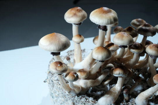 Mycelium block of psychedelic psilocybin mushrooms Thai with fruits. Micro growing of psilocybe cubensis in laboratory