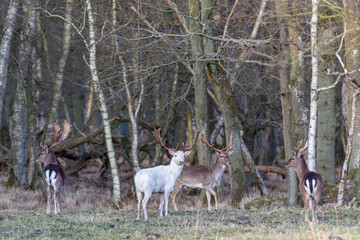 Weißer Hirsch mit Freund.