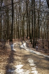 Forest ground path with high sunny leafless trees, vertical shot