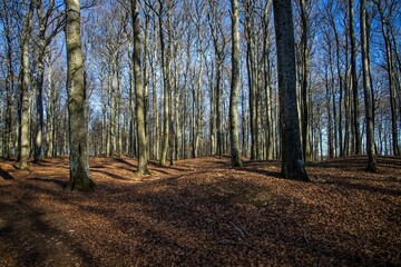 Fototapeta premium Forest ground path with high sunny leafless trees