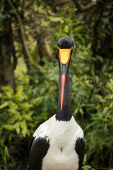Close up image of a Saddle-Billed Stork in the grasslands in the greater Kruger park in South Africa