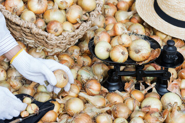 Harvested raw onions on scales in market, woker puts homegrown onions on scales, onions background, agriculture concept