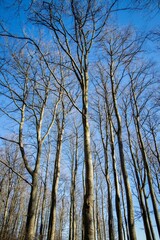 Low angle of tall leafless trees under blue sky