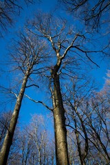 Low angle of tall leafless trees under blue sky in the winter