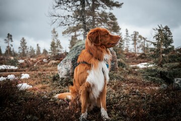 Portrait of a Nova Scotia Duck Tolling Retriever sitting on the park with blur background