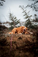 Portrait of a Nova Scotia Duck Tolling Retriever lying on the park with blur trees, vertical shot