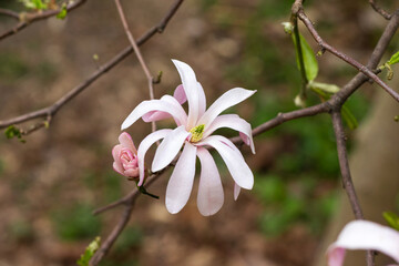 Beautiful blooming pink and white star magnolia tree on spring day. Magnolia stellata flower....