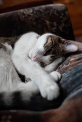 Sleeping cat, curled up between its paws