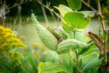 Closeup shot of grasshopper on green Common milkweed plant, in garden