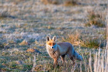 Fuchs auf Wiese.
