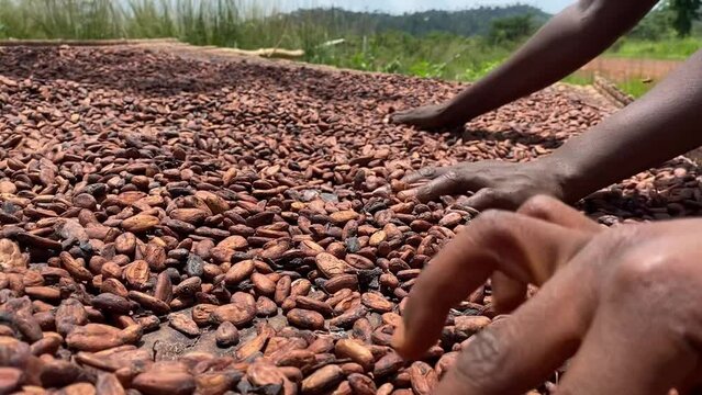 Closeup shot of an African male mixing cocoa seeds to be dried in Ghana, Africa