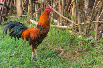 Beautiful rooster standing on green grass