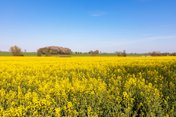 Obraz premium Rapsfeld bei Starkow.