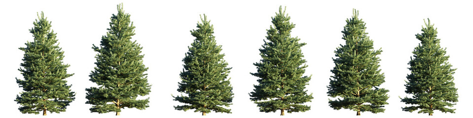 group of conifer trees isolated on transparent background