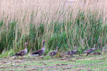 Familie Graugans.