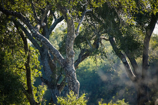 Image of Trees growing in nature in the Greater Kruger area in South Africa