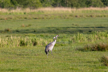 Zwei Kraniche auf der Wiese.