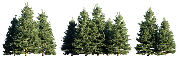 set of conifer tree groups isolated on transparent background - 583600324