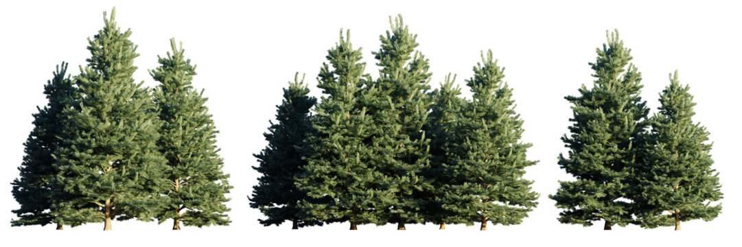 set of conifer tree groups isolated on transparent background