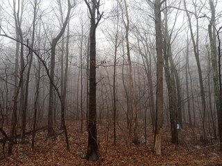 Obraz premium fog in forest trail